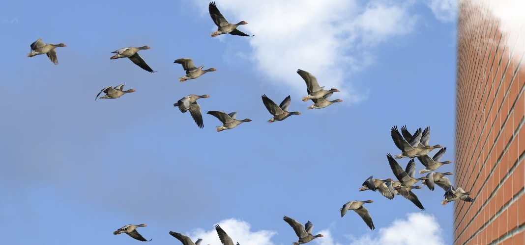 Aves Migratorias. El Mundo today