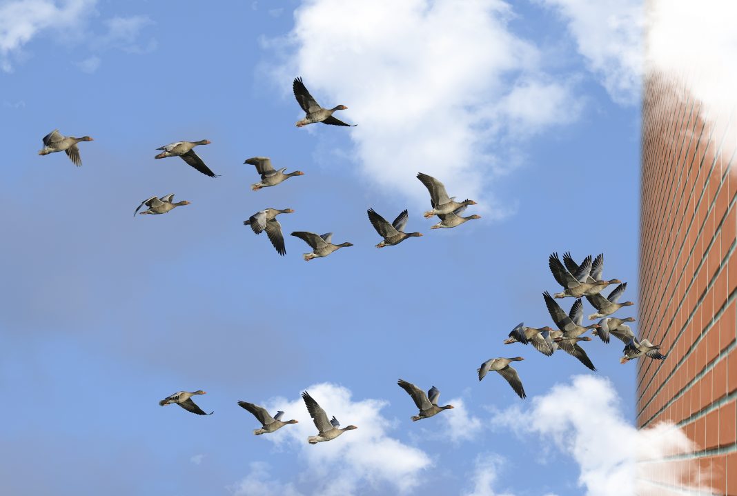 Aves Migratorias. El Mundo today